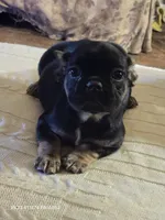 Glam girl, a female French Bulldog for sale in Westover, PA – Photo 3 of 3