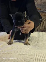 Glam girl, a female French Bulldog for sale in Westover, PA – Photo 2 of 3