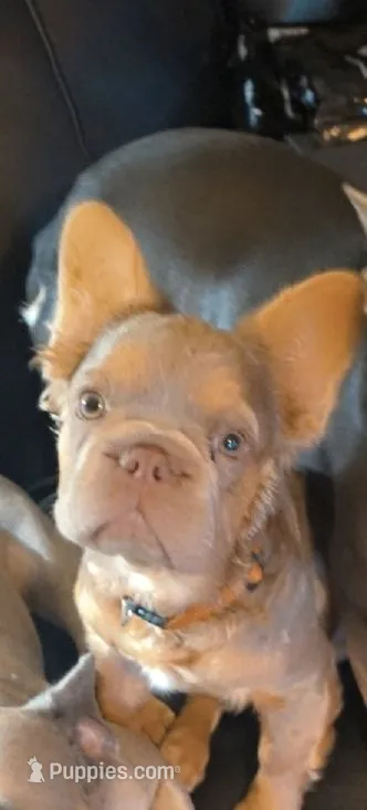 Bad Bonnie – French Bulldog puppy for sale in Westover, PA