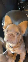 Bad Bonnie, a female French Bulldog for sale in Westover, PA – 1 of 4
