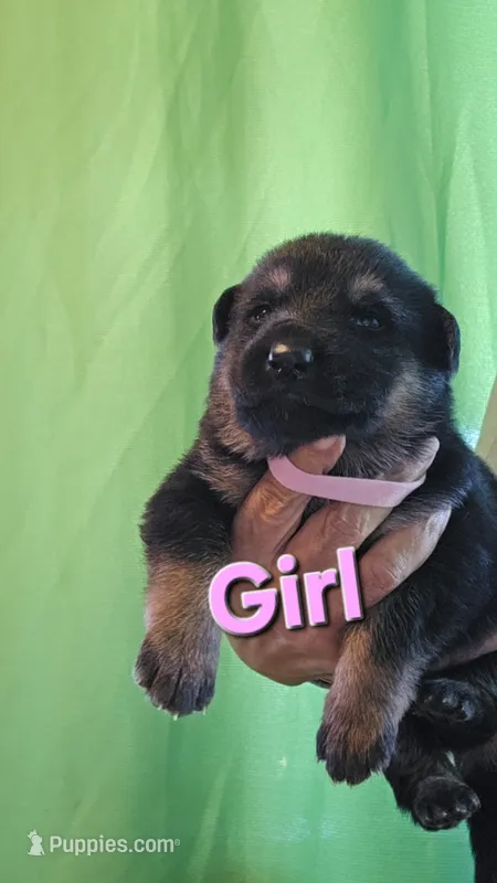 Lil girl pink – German Shepherd Dog puppy for sale in Westover, PA