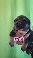 Lil girl pink, a female German Shepherd Dog for sale in Westover, PA – 1 of 1