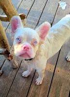 Happy, a male French Bulldog for sale in Westover, PA – 2 of 2