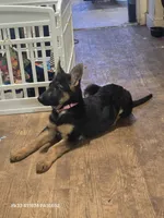 Lil girl purple 💜 , a female German Shepherd Dog for sale in Westover, PA – Photo 2 of 3