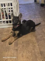 Lil girl purple 💜 , a female German Shepherd Dog for sale in Westover, PA – Photo 3 of 3