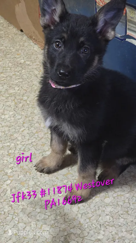 Lil girl pink, a female German Shepherd Dog for sale in Westover, PA – Photo 1 of 1