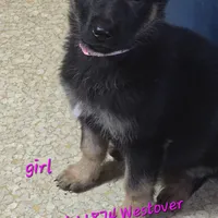 Lil girl purple 💜 , a female German Shepherd Dog for sale in Westover, PA – Photo 1 of 3