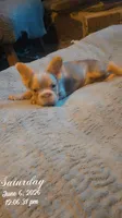 Bad Bonnie, a female French Bulldog for sale in Westover, PA – 4 of 4