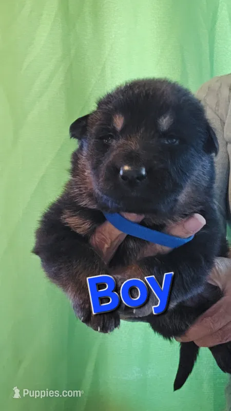 Blue – German Shepherd Dog puppy for sale in Westover, PA