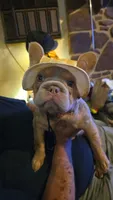 Bad Bonnie, a female French Bulldog for sale in Westover, PA – 3 of 4