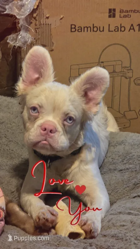 Happy – French Bulldog puppy for sale in Westover, PA