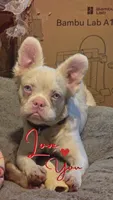 Happy, a male French Bulldog for sale in Westover, PA – 1 of 2