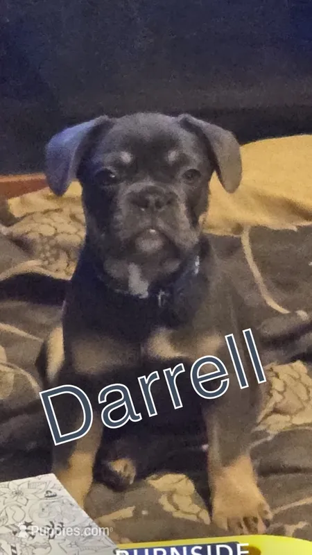 Darrell