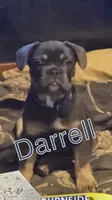 Darrell, a male French Bulldog for sale in Westover, PA – Photo 1 of 3