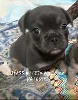 Darrell, a male French Bulldog for sale in Westover, PA – Photo 2 of 3