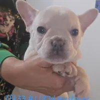 Cream boy, a male French Bulldog for sale in Westover, PA – Photo 2 of 3