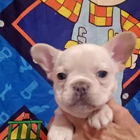 Cream boy, a male French Bulldog for sale in Westover, PA – Photo 3 of 3