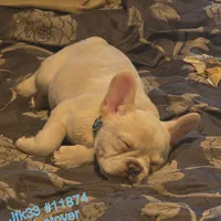 Cream boy, a male French Bulldog for sale in Westover, PA – Photo 1 of 3