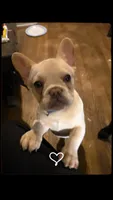 Cream boy, a male French Bulldog for sale in Westover, PA – Photo 1 of 4