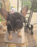 Molly Girl, a female French Bulldog for sale in Westover, PA – 8 of 8