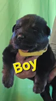 Big Boy Yellow, a male German Shepherd Dog for sale in Westover, PA – 1 of 1