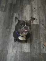Baddie , a male English Bulldog and French Bulldog for sale in Westover, PA – Photo 3 of 3