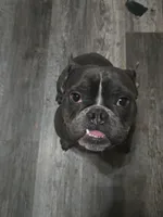 Baddie , a male English Bulldog and French Bulldog for sale in Westover, PA – Photo 2 of 3