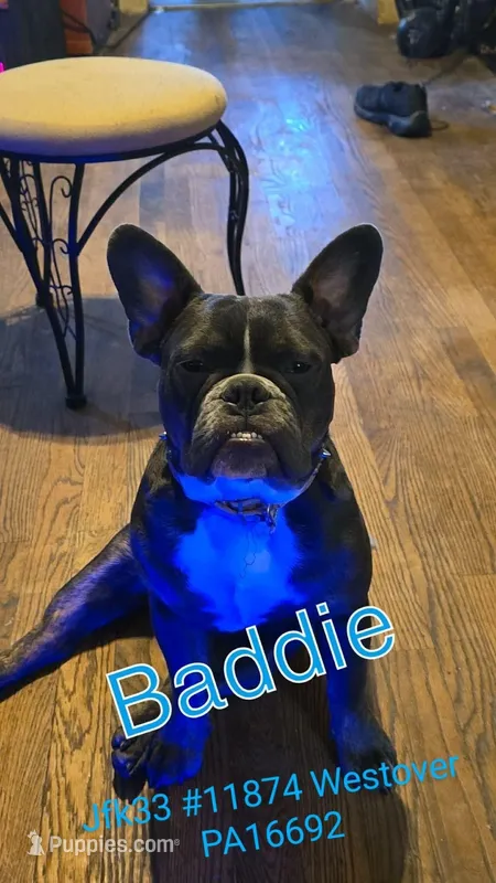 Baddie , a male French Bulldog for sale in Westover, PA – Photo 1 of 1