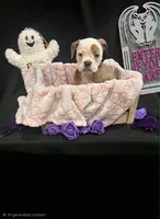 Con, a male English Bulldog for sale in Norman, OK – 1 of 1