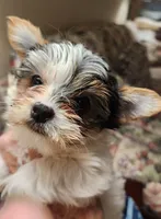 L#2, a female Yorkshire Terrier for sale in Citrus Heights, CA – 1 of 2