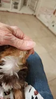 S#2, a male Yorkshire Terrier for sale in Citrus Heights, CA – 3 of 5