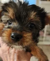 S#5, a female Yorkshire Terrier for sale in Citrus Heights, CA – 1 of 7