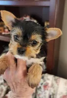 L#1, a female Yorkshire Terrier for sale in Citrus Heights, CA – 2 of 4