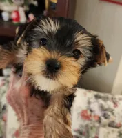 L#5, a male Yorkshire Terrier for sale in Citrus Heights, CA – 3 of 6
