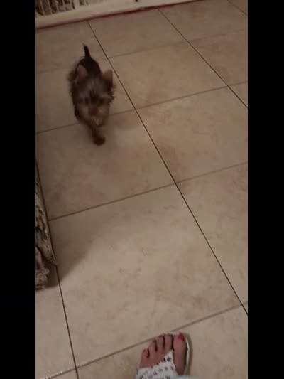 Mr. Lucky, a male Yorkshire Terrier for sale in Citrus Heights, CA – 3 of 4