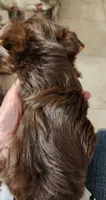 S#4, a male Yorkshire Terrier for sale in Citrus Heights, CA – 2 of 7