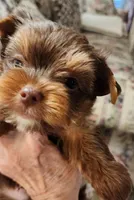S#4, a male Yorkshire Terrier for sale in Citrus Heights, CA – 5 of 7