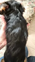 L#5, a male Yorkshire Terrier for sale in Citrus Heights, CA – 5 of 6