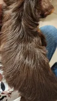 S#3, a male Yorkshire Terrier for sale in Citrus Heights, CA – 6 of 7
