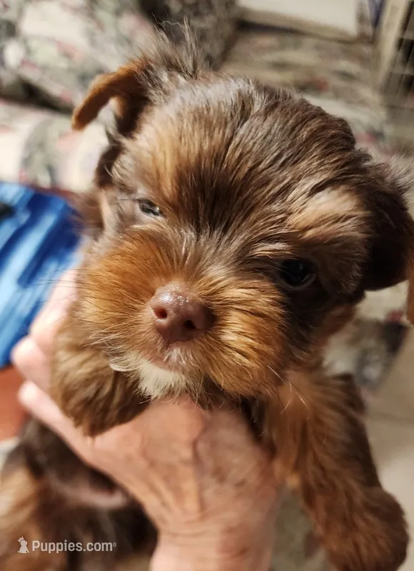 S#4 – Yorkshire Terrier puppy for sale in Citrus Heights, CA
