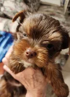 S#4, a male Yorkshire Terrier for sale in Citrus Heights, CA – 1 of 7
