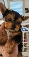 L#3, a female Yorkshire Terrier for sale in Citrus Heights, CA – 3 of 4