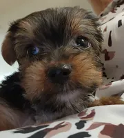 S#5, a female Yorkshire Terrier for sale in Citrus Heights, CA – 4 of 7
