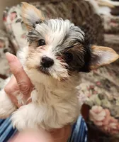 L#2, a female Yorkshire Terrier for sale in Citrus Heights, CA – 2 of 2