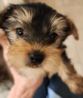 L#5, a male Yorkshire Terrier for sale in Citrus Heights, CA – 2 of 6