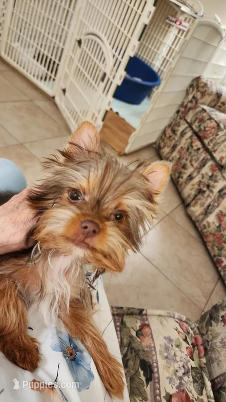 Mr. Lucky – Yorkshire Terrier puppy for sale in Citrus Heights, CA