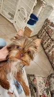 Mr. Lucky, a male Yorkshire Terrier for sale in Citrus Heights, CA – 1 of 4