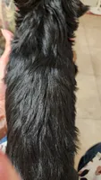 S#5, a female Yorkshire Terrier for sale in Citrus Heights, CA – 7 of 7
