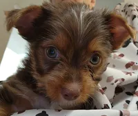 S#3, a male Yorkshire Terrier for sale in Citrus Heights, CA – 7 of 7
