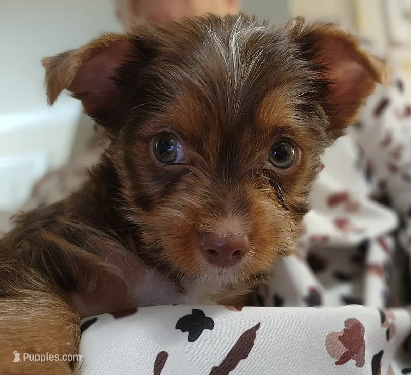 S#3 – Yorkshire Terrier puppy for sale in Citrus Heights, CA